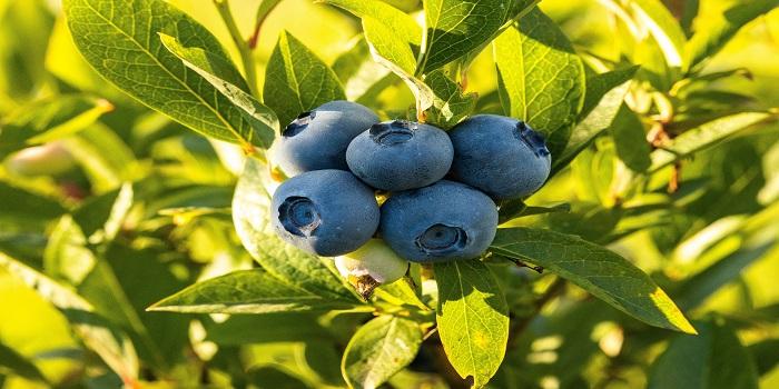 12-health-benefits-of-blueberries-side-effects-explained