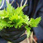 health benefits of stinging nettle