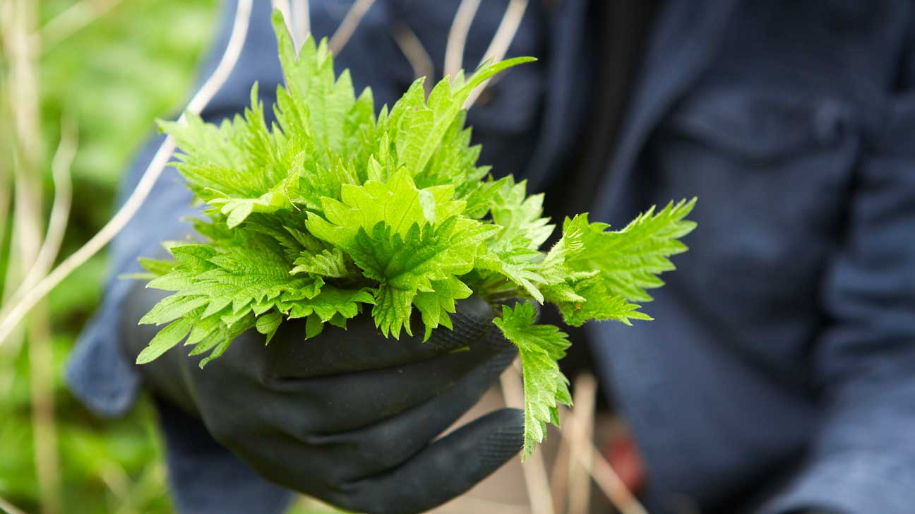 health benefits of stinging nettle