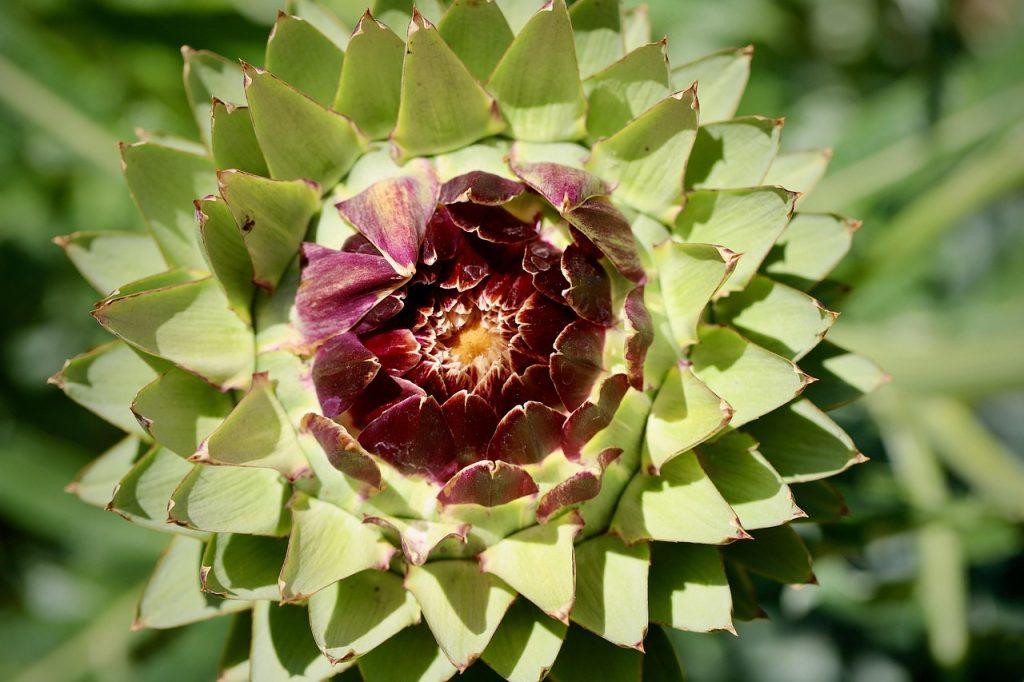Artichoke