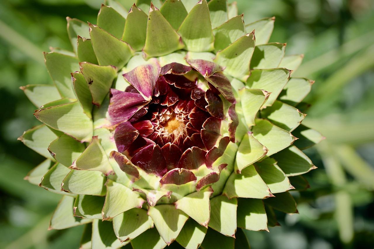 Artichoke